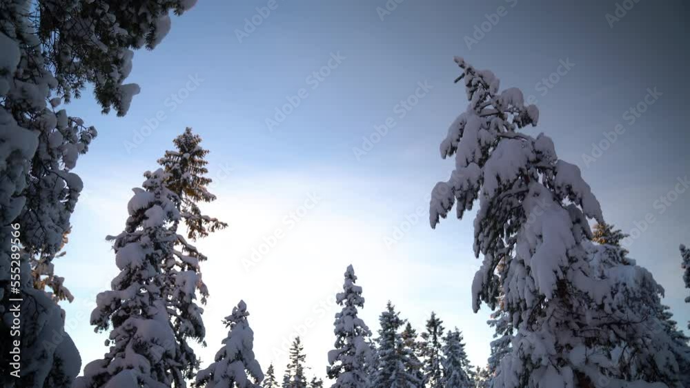 Tilt up shot of snow heavy trees in an Arctic forest. Clear and calm weather. Tilt up shot of snow heavy trees in an Arctic forest. Clear and calm weather.