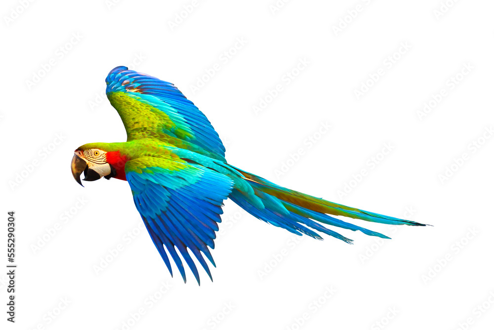 Obraz premium Colorful Harlequin macaw flying isolated on transparent background png file