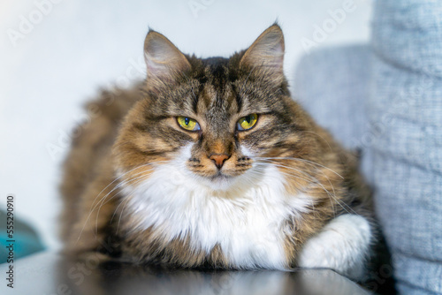 Arrogant fluffy homely cat with a huge mustache lies on a shelf and looks with an impudent look. Sleek spotted tabby cat. Homeless pet adopted fattened fat impudent muzzle multi-colored tired bored