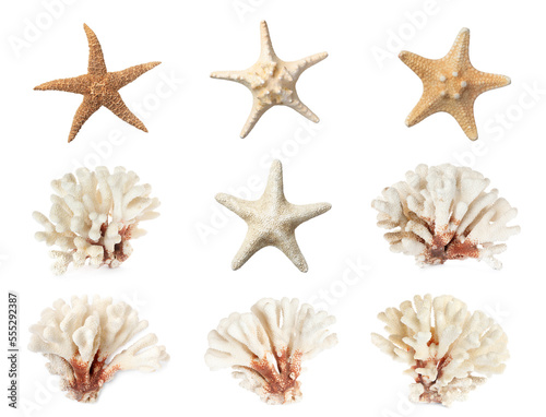 Set of different exotic starfishes and dry corals on white background