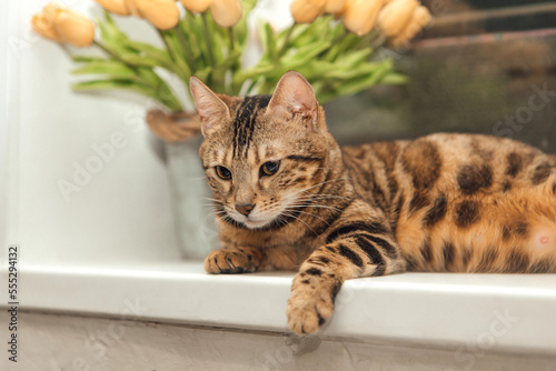 Fototapeta Naklejka Na Ścianę i Meble -  Cute golden bengal kitty cat laying on the windowsill and relaxing.