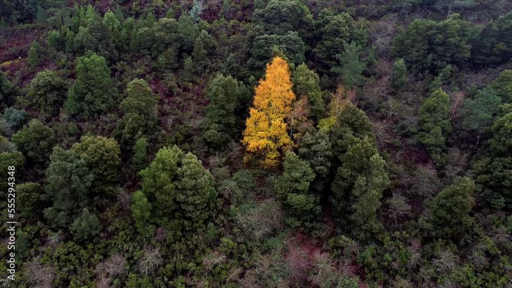 Aerial drone view of yellow tree in forest, going backwards Aerial drone view of yellow tree in forest, going backwards