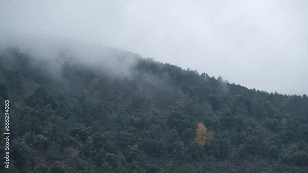 Yellow tree surrounded by forest in mountainside on a foggy morning Yellow tree surrounded by forest in mountainside on a foggy morning