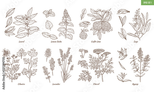 Set of Spice Herbs in Hand Drawn Style