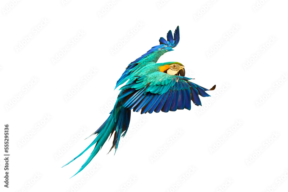 Fototapeta premium Colorful flying parrot isolated on transparent background.