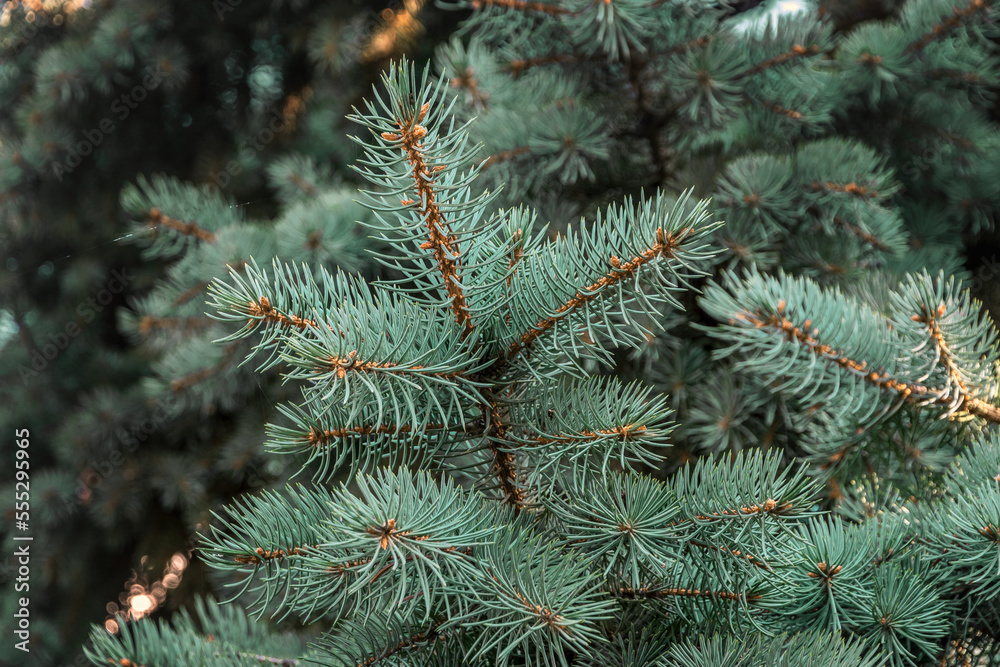 Background of fir branches. Background of a Christmas tree. Background of branches of a Christmas tree. Branches of a Christmas tree. The texture of green spruce branches. 