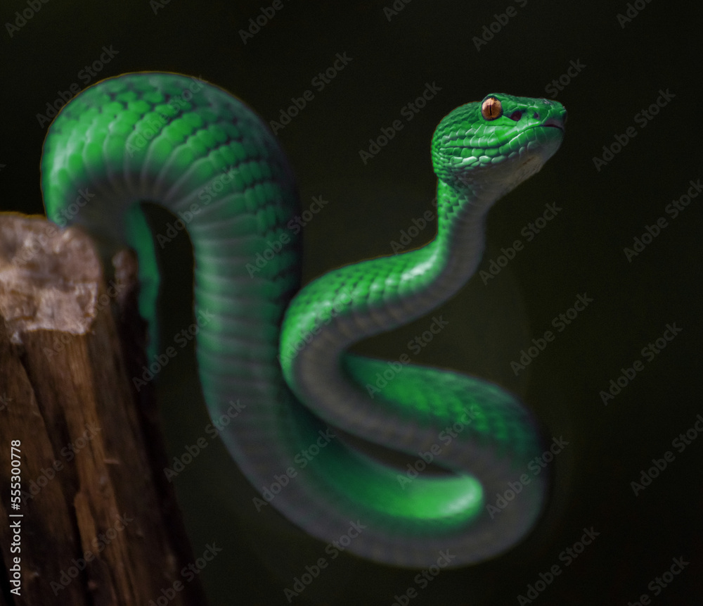 Green viper snake
Green viper snake