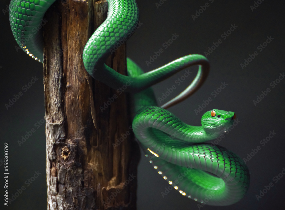 Green viper snake
Green viper snake