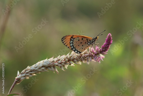 butterfly on a flower