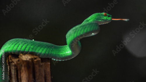 Green viper snake 