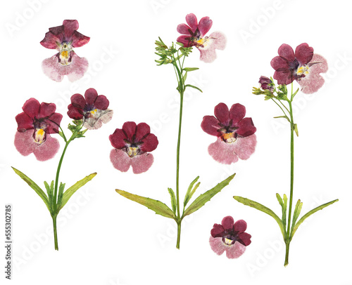 Fototapeta Naklejka Na Ścianę i Meble -  Pressed and dried delicate flowers nemesia. Isolated on white background. For use in scrapbooking, pressed floristry or herbarium.