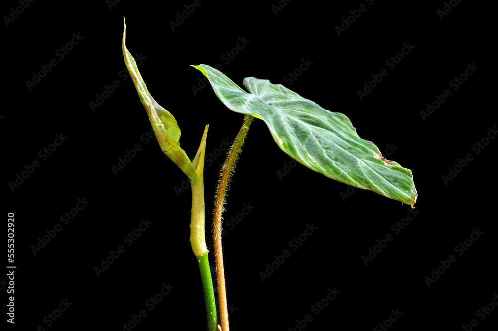 Obraz premium A seedling form of Philodendron verrucosum sending out a new leaf. The stems, or petioles, of this plant are hairy or fuzzy