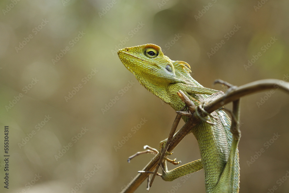 Fototapeta premium green lizard on a tree