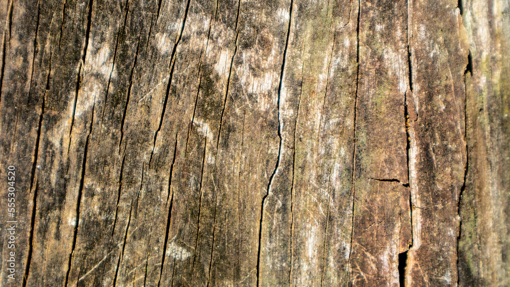 Obraz premium old wood texture as a background