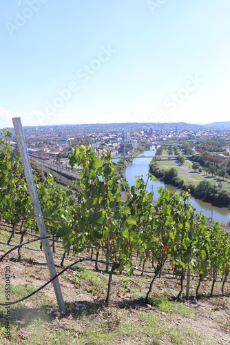 Würzburg im Weinberg Würzburger Stein im Herbst mit Blick auf die Stadt Aussicht über den Main