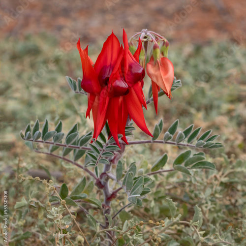 Sturt's Desert Pea (Swainsona formosa) - plant of red flowers growing in natural setting photo