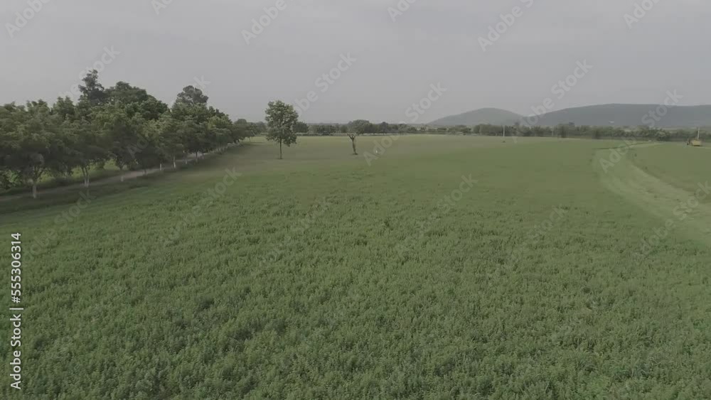 campos de agricultura