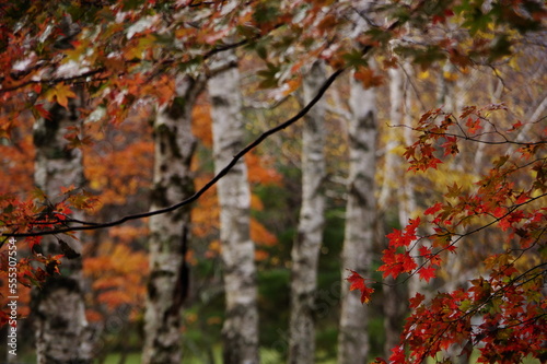 landscape photography of quiet scenery in autumn