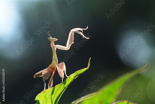 orchid mantis standing on a leaf