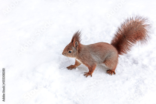 red squirrel with fluffy tail standing in winter park on white snow background