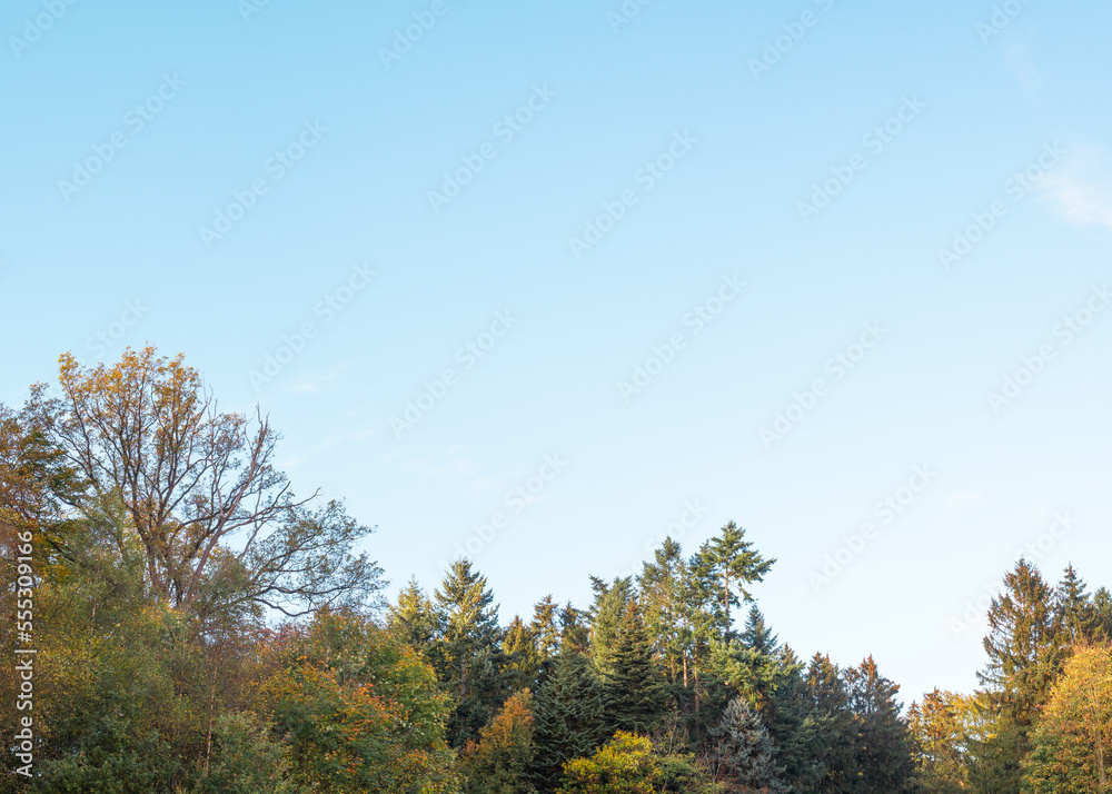 Fototapeta premium Colorful trees in autumn and a clear blue sky for background and with copy space
