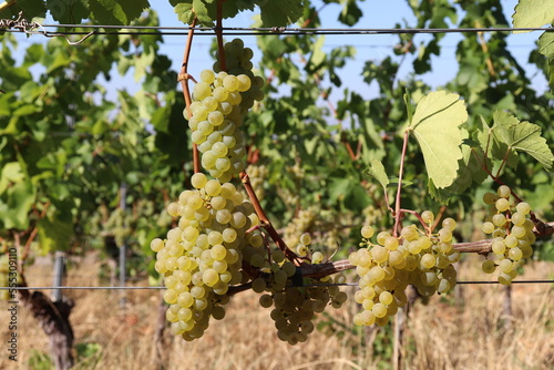 Weinrauben für Weißwein weiß am Rebstock im Weinberg kurz vor der Ernte Lese Weinlese im Herbst