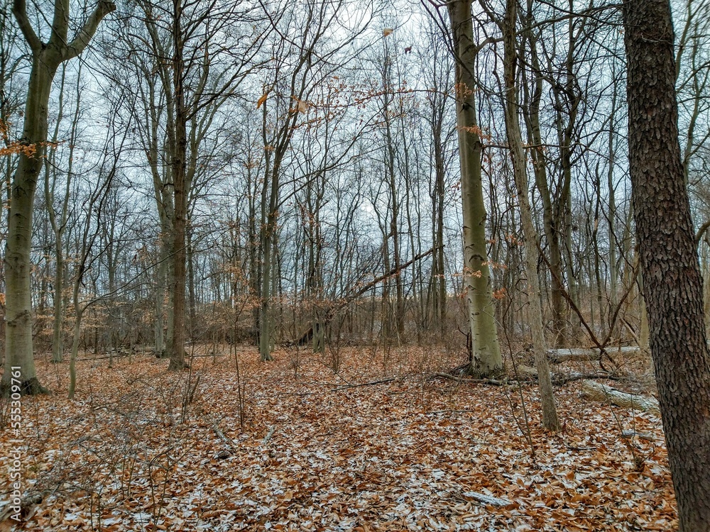 Quiet, Snow-Capped December Woodland Quiet, Snow-Capped December Woodland