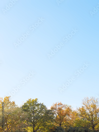 Colorful trees in autumn and a clear blue sky for background and with copy space