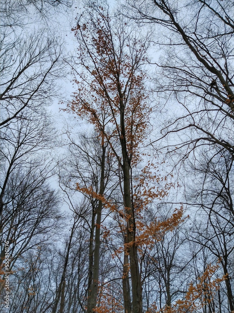 Lingering Brown Leaves on Tree in December Forest Lingering Brown Leaves on Tree in December Forest