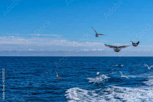 Gray and white gulls while hunting in the waves near a fishing boat