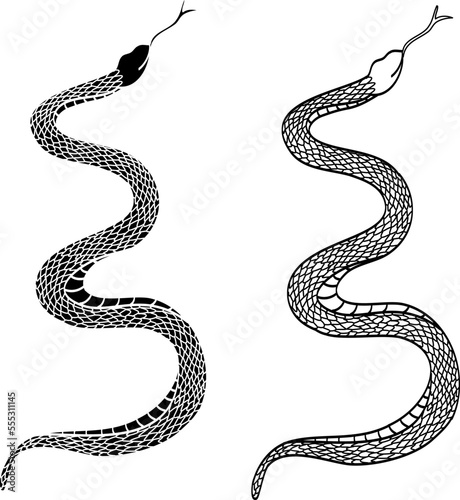 Hand drawn snake vector Illustration isolate on white background.Milk snake vector.Red snake vector.Lampropeltis triangulum vector.Sticker and hand drawn snake for tattoo.