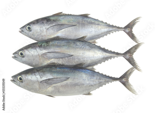 Raw bluefin tuna fishes isolated on white background