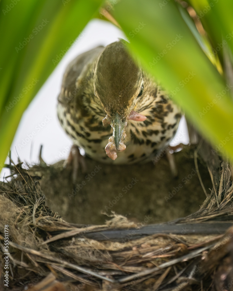Song thrush (Turdus philomelos) standing on the edge of the nest with worms in her beak, ready to feed her baby birds. Vertical format.