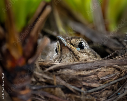 Mother song thrush  Turdus philomelos  incubates her eggs in nest. Eggshell pieces on her beak after removing the eggshell of hatched eggs.