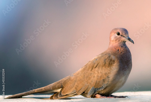 beautiful wildlife birds, portrait of dove, The laughing dove is a small pigeon that is a resident breeder in Africa and asia photo