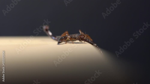 Black scorpion extreme macro studio shot 4k photo