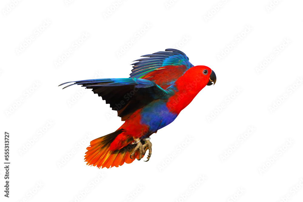 Eclectus Parrot flying isolated on transparent background. Stock Photo ...