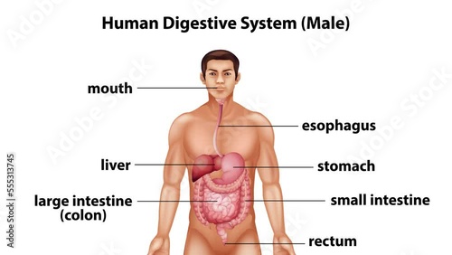 Naming the different parts of the human digestive system