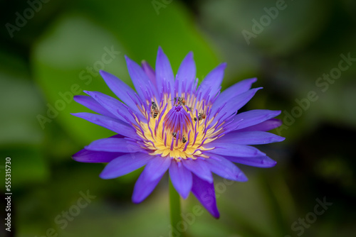 blurred background purple line lotus picture