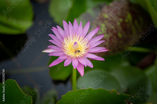 pink lotus flower blur background