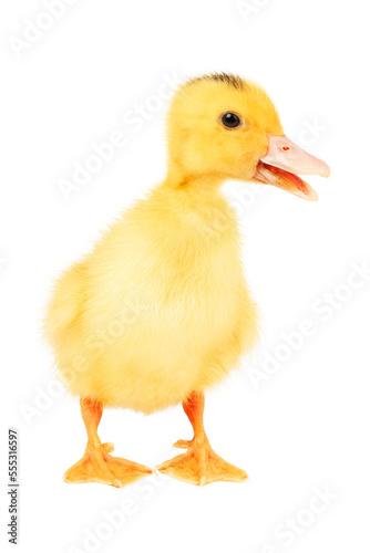 Hybrid poultry duck mulard, on a white background. Little yellow chick.