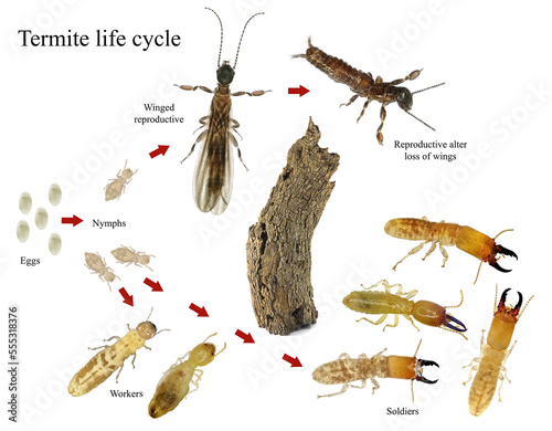 Termites, Microcerotermes palestinensis (Blattodea: Termitidae). Life cycle. Isolated on a white background