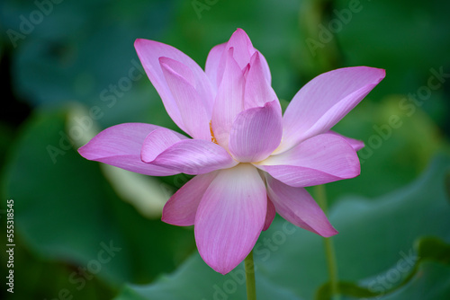 close up of pink and white flower