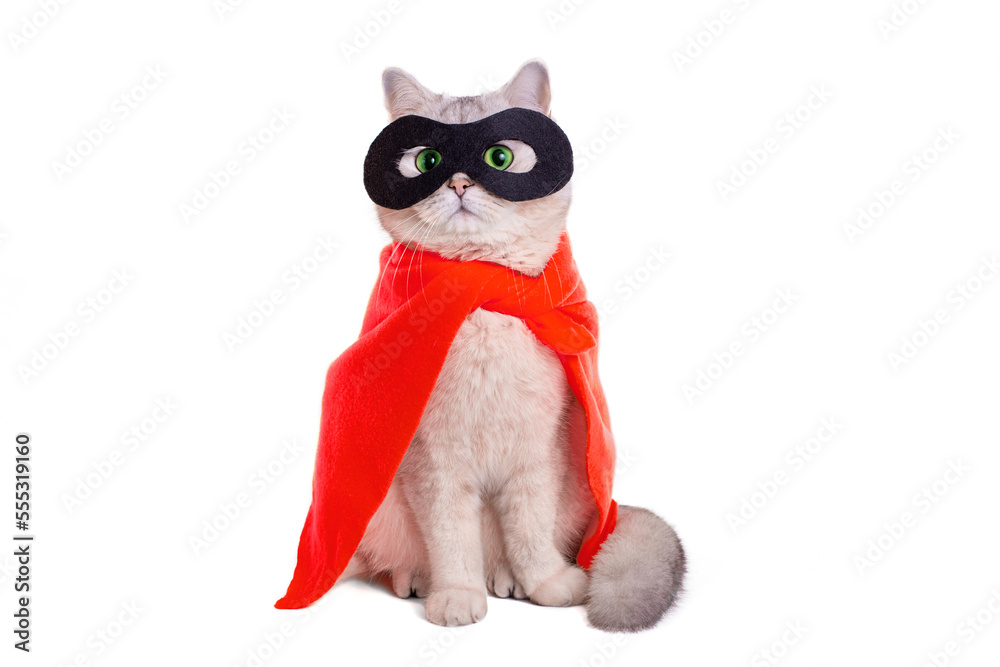 Obraz premium Cute white cat in a black mask and red cape on white blackground