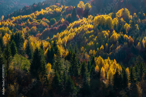 Colorful and bright autumn forest, mountains panorama. View of colorful trees in the forest. Fall natural background. Sunny beams over majestic yellow trees