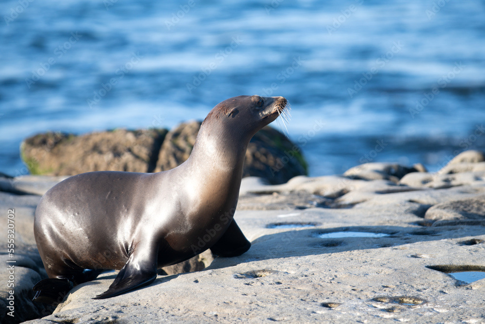 Fototapeta premium Cape fur seals. Wildlife concept with sea lion.