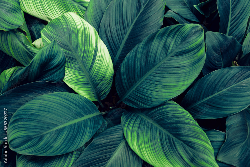 leaves of Spathiphyllum cannifolium, abstract green texture, nature background, tropical leaf leaves of Spathiphyllum cannifolium, abstract green texture, nature background, tropical leaf