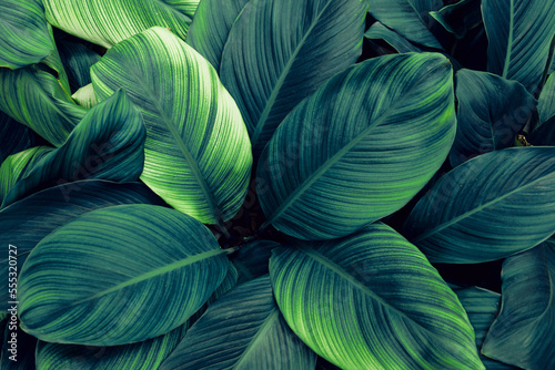 leaves of Spathiphyllum cannifolium  abstract green texture  nature background  tropical leaf