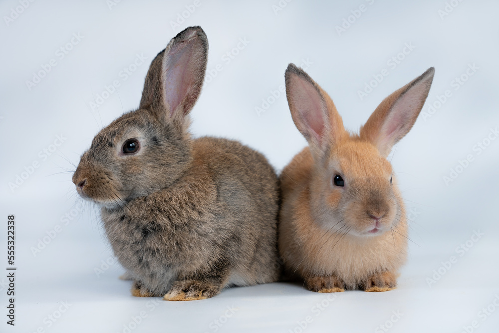 Rabbit isolated on a white background