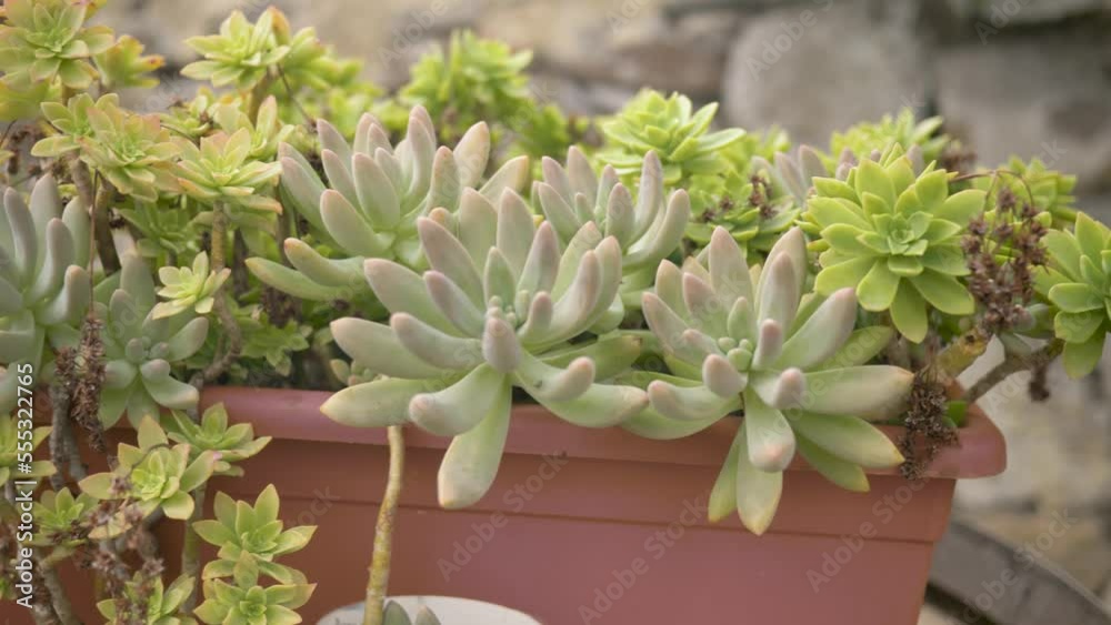 Handhold, close up, truck shot of crassula plant in a flower pot with a blurred background Handhold, close up, truck shot of crassula plant in a flower pot with a blurred background